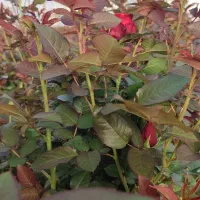 واگذاری گلخانه هیدروپونیک رز