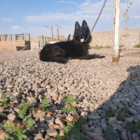 واگذاری یک قلاده ژرمن بلک نر