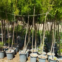 باغبانی، باغچه، سمپاشی و کود،هرس، پاسیو|خدمات باغبانی و درختکاری|تهران, دولاب|دیوار