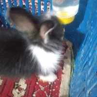 خرگوش جرسی اصل