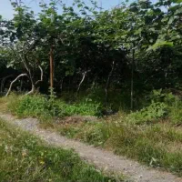زمین-باغ-کیوی-در-20-کیلومتری-آستارا-روستای-لمیر