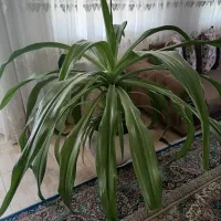 گل برگ ذرتی بزرگ