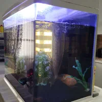 ماهی و آکواریوم شیشه خم شرکتی در حد نو در بیدستان|ماهی|قزوین, |دیوار