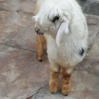 بره نر  سالم