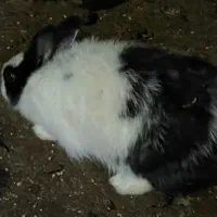 خرگوش سالم و سرحال|موش و خرگوش|بهشهر, |دیوار