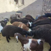 گوسفند بره و بزغاله خوراک خور میش بز قوچ شیشک|حیوانات مزرعه|قم, شهر قائم|دیوار