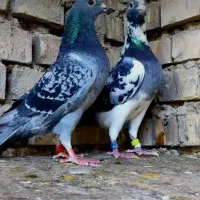 کبوتر پلاکی ماده میخوام