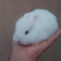 بچه خرگوش
