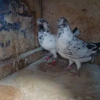 کبوتر|پرنده|رشت, سیا اسطلخ|دیوار