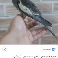 گم‌شده عروس هلندی