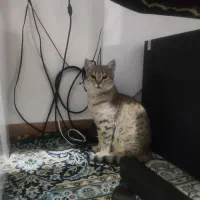 واگذاری گربه خانگی|گربه|تاکستان, |دیوار