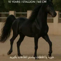 سه راس اسب زیبا|اسب و تجهیزات اسب‌سواری|تهران, نیاوران|دیوار