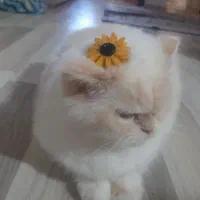 گربه پرشین عروسکی|گربه|ارومیه, |دیوار