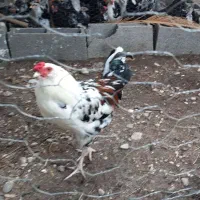 مرغ و خروس و جوجه