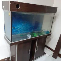 اگواریوم یک متری فوری فوری زیر قیمت