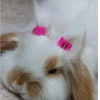 خرگوش