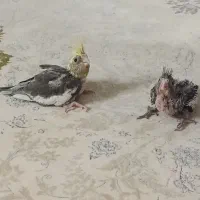 جوجه عروس هلندی