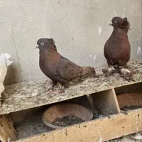 رواعب رواعبی دوکاکل|پرنده|قم, شهرک سازمان آب|دیوار