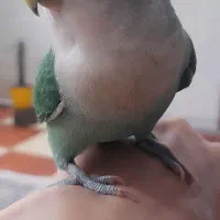 جفت برای کوتوله بریزیلی