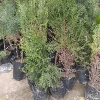 کاج لاوسون ،سوزنی و سیکاس