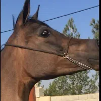 نعلبندی فوق حرفه ای تخصصی