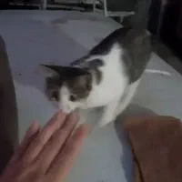 گربه گم شده در ابهر حوالی ثبت احوال کوچه خانصنمی