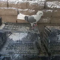کفتر