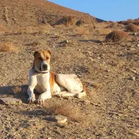 واگذاری توله ۱۰ ماه