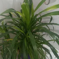 عنوان گل ها