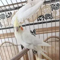 عروس هلندی لوتینو ماده