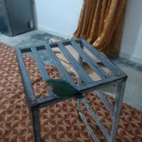 طوطی کوتوله یا برزیلی|پرنده|اهواز, زرگان|دیوار