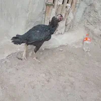 مرغ و خروس لاری|حیوانات مزرعه|مشگین شهر, |دیوار