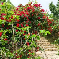 ییلاقی  استخر دار طرقبه جاغرق