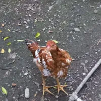 نیمچه لاری دو رگ هفت ماهه