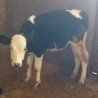 گاوباگوساله سیمینتال|حیوانات مزرعه|بروجرد, |دیوار