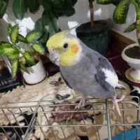 عروس هلندی|پرنده|بروجرد, |دیوار