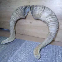 شاخ قوچ|کلکسیون اشیاء عتیقه|تهران, شهرک محلاتی|دیوار