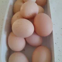 تخم مرغ خانگی.نطفه دار