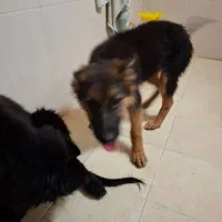 سگ ژرمن|سگ|کاشان, شهرک فرهنگیان|دیوار