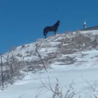 اسب مادیون فروشی