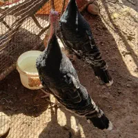 ۴تا بوقلمون برافروش هم گوشتی هم داشتی