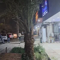 نخل سعمران ثمر ده