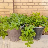 گل ناز یخی|گل و گیاه طبیعی|ساوه, |دیوار
