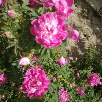 گل محمدی نعنا نعنا فلفلی توت فرنگی شاهسپران زعفران