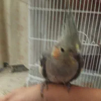 واگذار عروس هلندی|پرنده|مشگین شهر, |دیوار