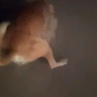 سگ پژدر|سگ|سامن, |دیوار