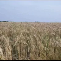 معاوضه-وفروش-زمین-کشاورزی-23-هکتار