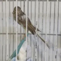 قناری رسمی بلند نروماده