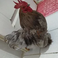 خروس|حیوانات مزرعه|تهران, اوقاف|دیوار