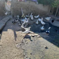 اردک خارجی وغاز